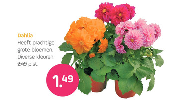 Coppelmans Dahlia aanbieding