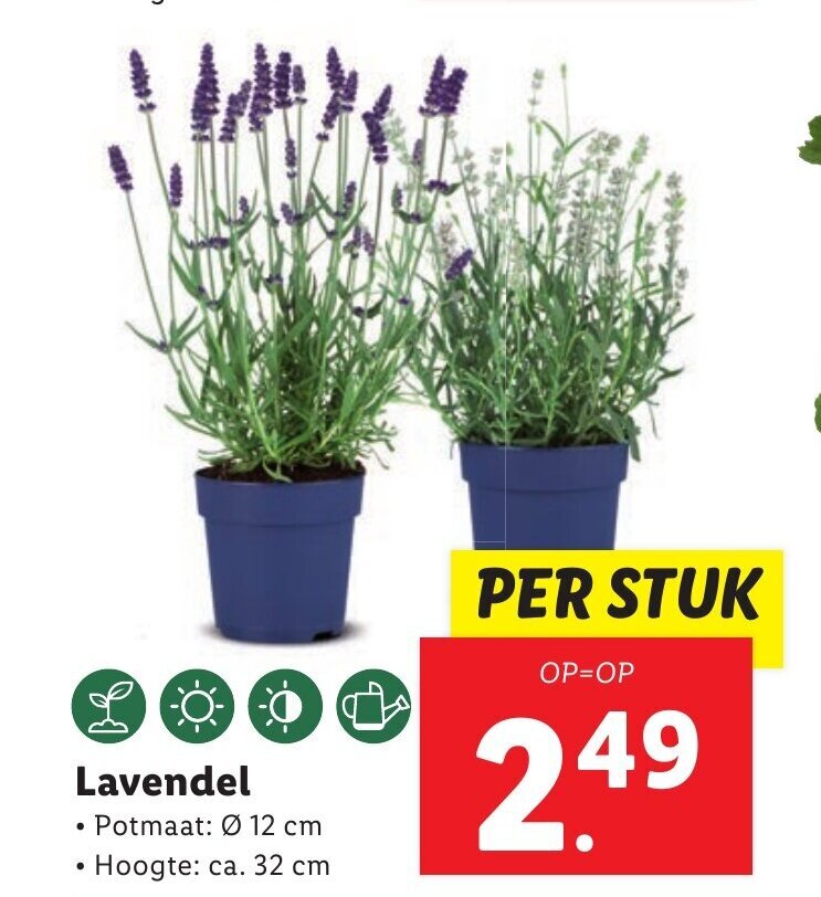 Lavendel aanbieding bij Lidl