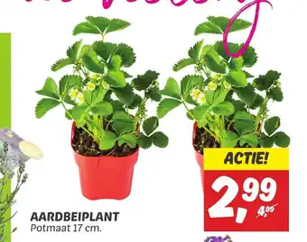 Dekamarkt AARDBEIPLANT Potmaat 17 cm. aanbieding