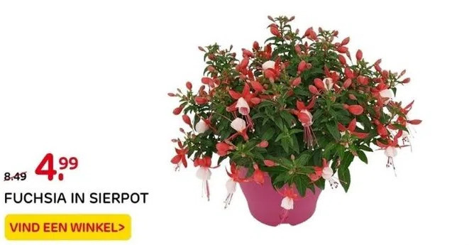 Praxis Fuchsia in sierpot aanbieding