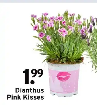 GAMMA Dianthus Pink Kisses aanbieding