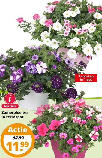 GroenRijk Zomerbloeiers in terraspot aanbieding