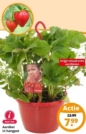GroenRijk Aardbei in hangpot aanbieding
