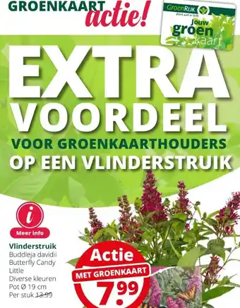 GroenRijk Vlinderstruik aanbieding