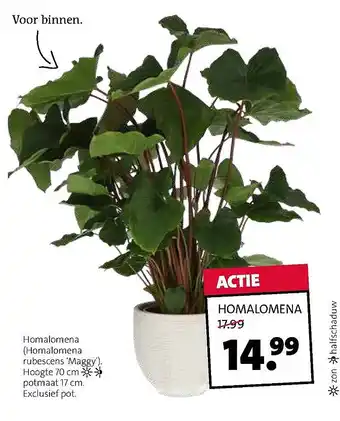 Intratuin HOMALOMENA aanbieding