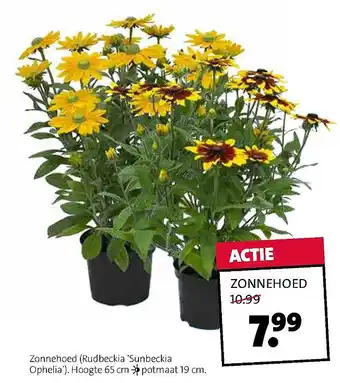 Intratuin ZONNEHOED aanbieding