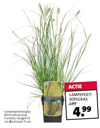 Intratuin LAMPEPOET- SERSGRAS aanbieding