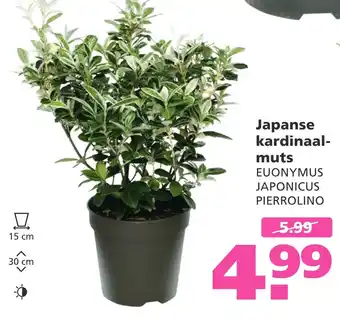 Ranzijn Japanse kardinaalmuts aanbieding