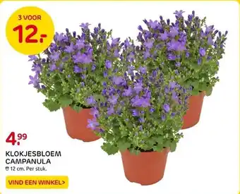 Praxis Klokjesbloem campanula aanbieding