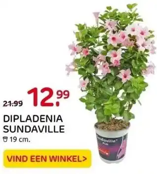 Praxis Dipladenia sundaville aanbieding