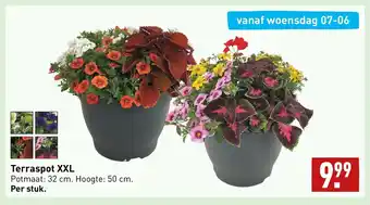 ALDI Terraspot XXL Potmaat: 32 cm. Hoogte: 50 cm. aanbieding