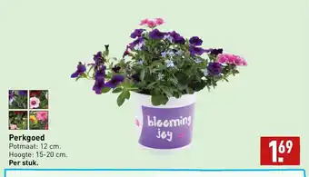 ALDI Perkgoed Potmaat: 12 cm. Hoogte: 15-20 cm. aanbieding