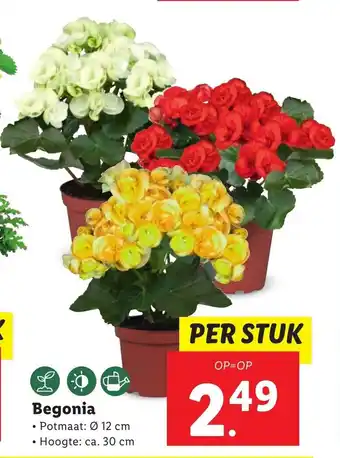 Lidl Begonia aanbieding