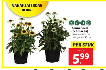 Lidl Zonnehoed (Echinacea) aanbieding