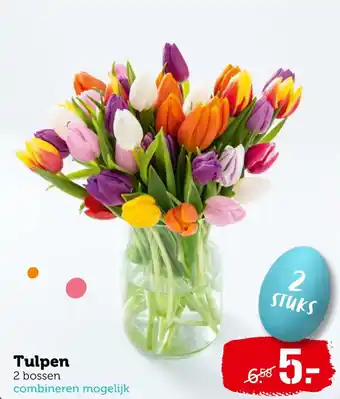 Coop Tulpen aanbieding