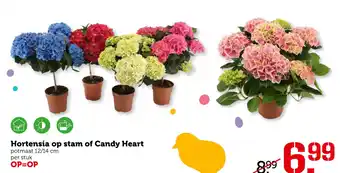 Coop Hortensia op stam of Candy Heart aanbieding