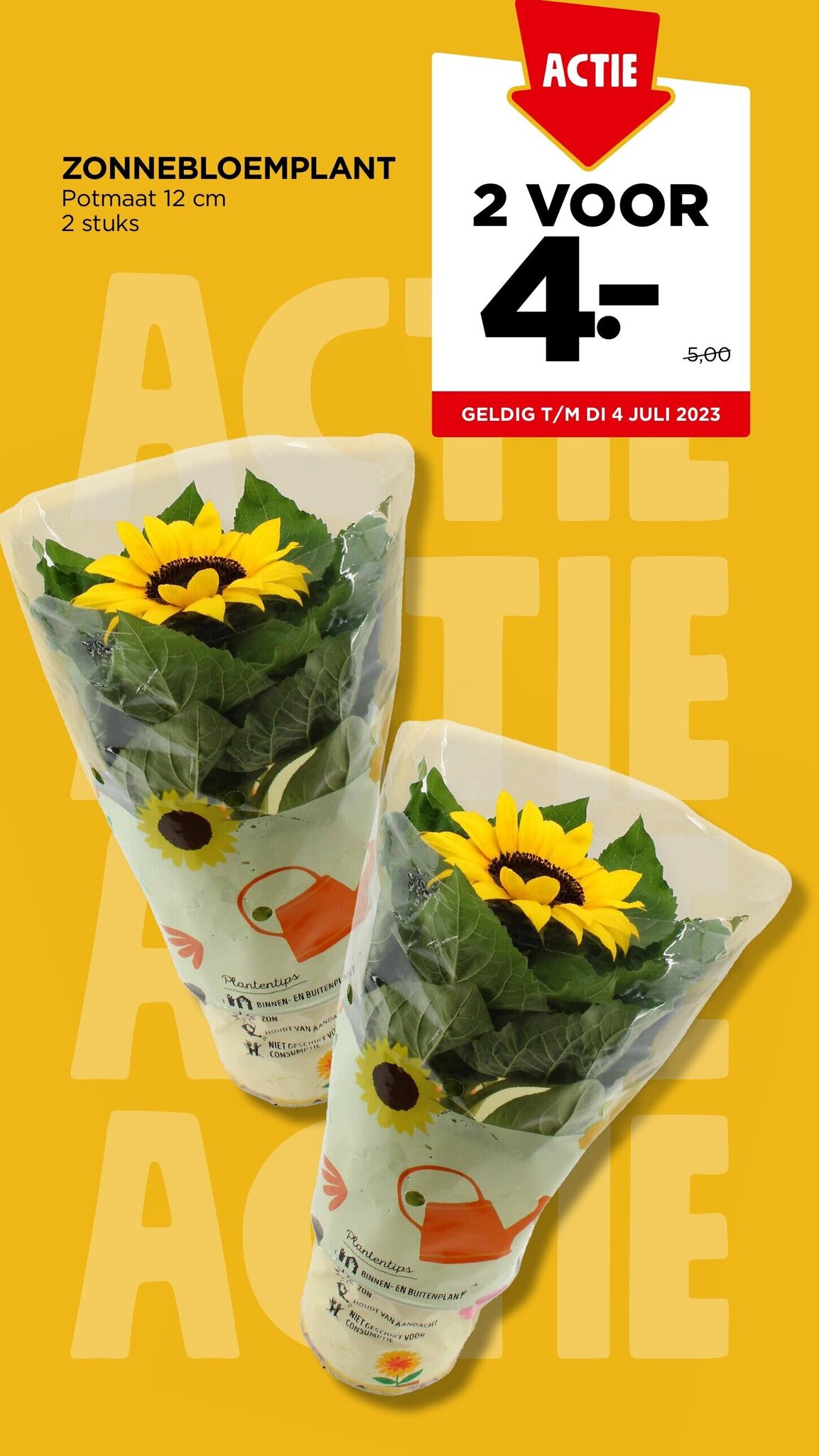 Jumbo ZONNEBLOEMPLANT Potmaat 12 cm 2 stuks aanbieding
