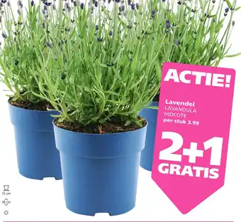 Ranzijn Lavendel hidcote aanbieding