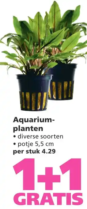 Ranzijn Aquarium planten aanbieding