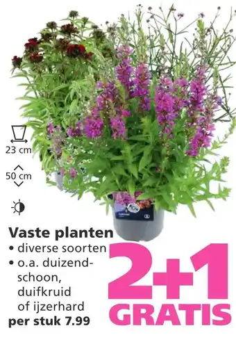 Ranzijn Vaste planten aanbieding