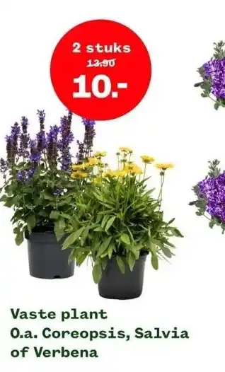 Welkoop Vaste plant aanbieding