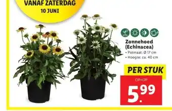 Lidl Zonnehoed (echinacea) aanbieding