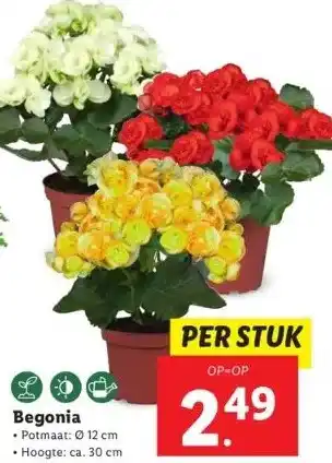 Lidl Lo begonia aanbieding