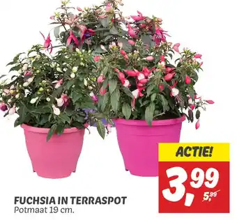 Dekamarkt Fuchsia in terraspot aanbieding