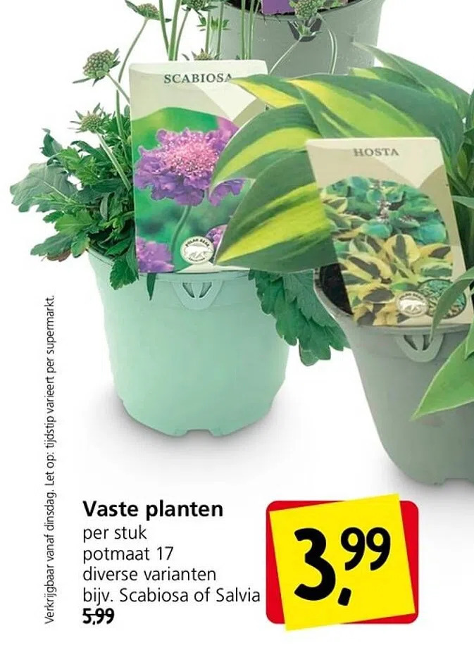 Jan Linders Vaste planten aanbieding