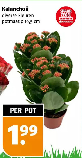 Poiesz Kalanchoë aanbieding