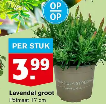 Hoogvliet Lavendel groot 17 cm aanbieding