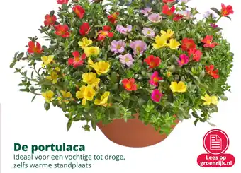 GroenRijk De portulaca aanbieding