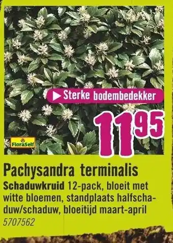 Hornbach FloraSelf Pachysandra terminalis aanbieding