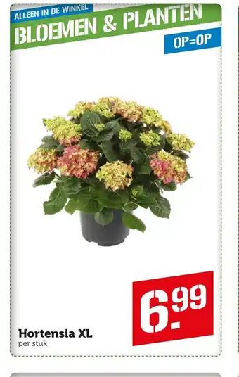 Coop Hortensia XL aanbieding