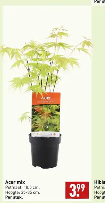 ALDI Acer mix Potmaat: 10.5 cm. Hoogte: 25-35 cm. aanbieding