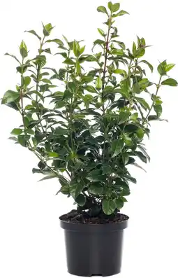 Intratuin Sneeuwbal (viburnum tinus) d 17 cm aanbieding