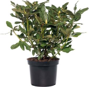 Intratuin Rhododendron (rhododendron 'nova zembla') d 15 h 35 cm aanbieding