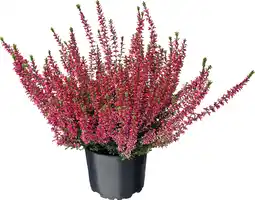 Intratuin Struikheide (calluna vulgaris 'beauty ladys') d 9,5 h 10 cm aanbieding