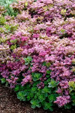 Intratuin Vetkruid (sedum spurium 'splendens') d 9 h 5 cm aanbieding