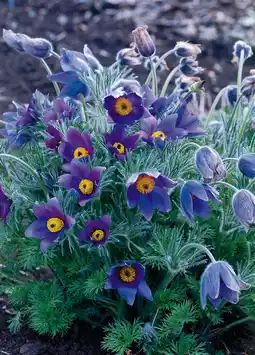 Intratuin Wildemanskruid (pulsatilla vulgaris) d 9 h 5 cm aanbieding