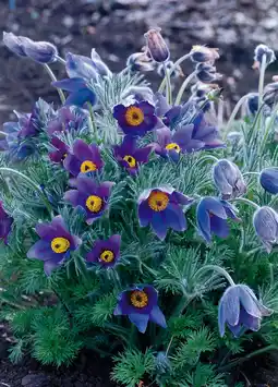 Intratuin Wildemanskruid (pulsatilla vulgaris) d 9 h 5 cm aanbieding