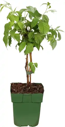 Intratuin Biologische zomerframboos (rubus idaeus 'malling promise') d 13 h 40 cm aanbieding