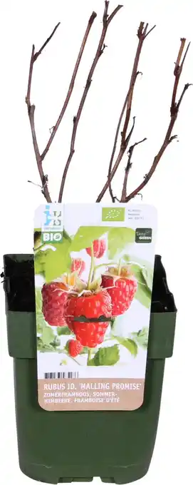 Intratuin Biologische zomerframboos (rubus idaeus 'malling promise') d 13 h 40 cm aanbieding