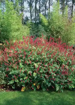 Intratuin Duizendknoop (persicaria amplexicaulis) aanbieding