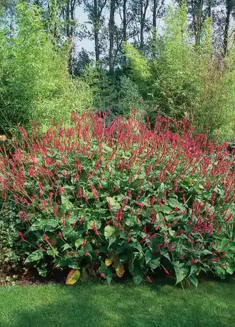 Intratuin Duizendknoop (persicaria amplexicaulis) aanbieding