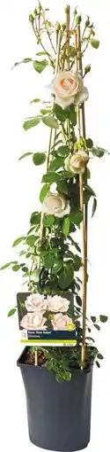 Intratuin Klimroos (rosa 'new dawn') d 23 h 35 cm aanbieding