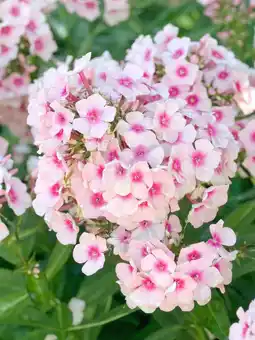 Intratuin Vlambloem (phlox paniculata 'bright eyes') aanbieding