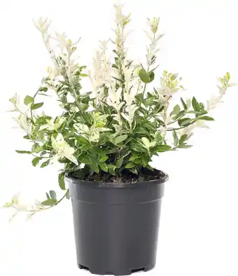 Intratuin Kardinaalsmuts (euonymus fortunei 'harlequin') d 17 h 30 cm aanbieding