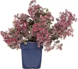 Intratuin Vetkruid (sedum 'red sparkle') d 11 h 10 cm aanbieding