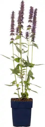 Intratuin Dropplant (agastache 'blue fortune') d 11 h 10 cm aanbieding